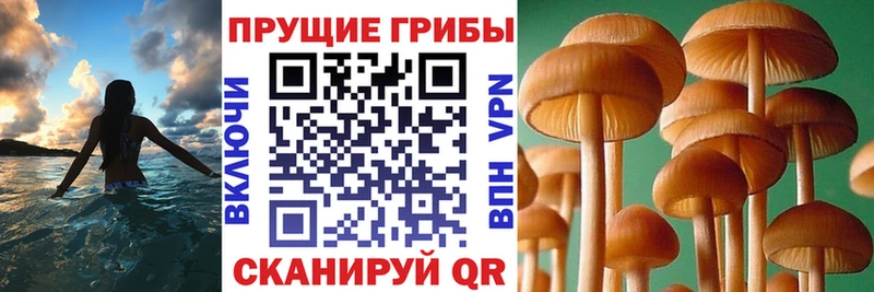 Псилоцибиновые грибы мицелий  Городец 